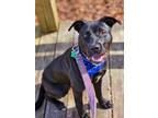 Adopt Onyx a Mixed Breed, Labrador Retriever