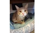 Adopt Red a Tabby, Domestic Short Hair