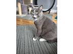 Adopt Simon a Domestic Short Hair