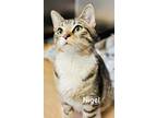 Adopt Nigel a American Bobtail, Tabby