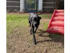 Adopt Jack (HW+) a Pit Bull Terrier, Boxer