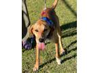 Adopt Woody a Labrador Retriever, Jack Russell Terrier