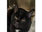 Adopt Elmer a Domestic Short Hair