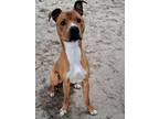 Adopt Ranger a Pit Bull Terrier, Mixed Breed