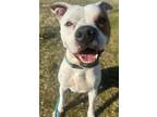 Adopt Mac a Pit Bull Terrier