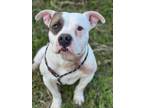 Adopt BUMBLE a Pit Bull Terrier