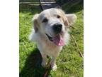Adopt Vince SAT a Great Pyrenees