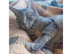 Adopt Rory a Tabby