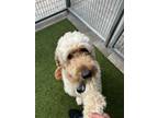 Adopt Cooper - NOT AVAILABLE a Standard Poodle, Golden Retriever