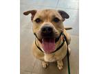 Adopt Rufus a Staffordshire Bull Terrier, Mixed Breed