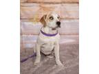 Adopt Larry a Mixed Breed