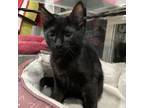 Adopt Patrick a Bombay, Domestic Short Hair