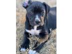 Adopt Storr - Skye Puppy a Boxer