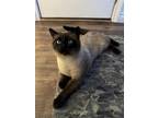 Adopt JUPITER a Siamese, Domestic Short Hair