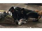 Adopt LEO a Boxer, Australian Cattle Dog / Blue Heeler