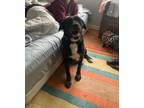 Adopt Kash a Labrador Retriever