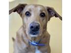 Adopt Biscuit a Labrador Retriever