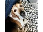 Adopt Toby Tot a Beagle