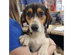 Adopt Hound a Beagle, Australian Cattle Dog / Blue Heeler