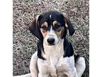 Adopt Hound a Beagle, Australian Cattle Dog / Blue Heeler