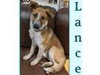 Adopt Lance a Australian Cattle Dog / Blue Heeler, Mixed Breed