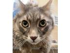 Adopt Jasper a Domestic Medium Hair