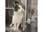 Adopt Scout a Domestic Short Hair, Extra-Toes Cat / Hemingway Polydactyl