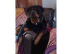 Adopt Kush a Rottweiler