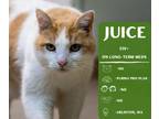 Adopt Juice a Domestic Short Hair