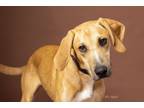 Adopt Grizz a Treeing Walker Coonhound, Mixed Breed