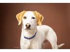 Adopt Polar Ice (In Foster) a Treeing Walker Coonhound, Mixed Breed