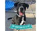 Adopt Hogie a Mixed Breed