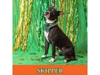 Adopt Skipper a Pit Bull Terrier