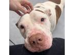 Adopt Paul a Pit Bull Terrier