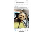 Adopt Alex (Charlie) a Yorkshire Terrier