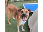 Adopt Nemo a Anatolian Shepherd