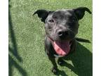 Adopt HAMMIE a American Staffordshire Terrier, Mixed Breed
