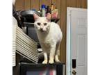 Adopt Cola a American Shorthair, British Shorthair