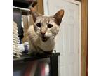 Adopt Louis a American Shorthair, British Shorthair