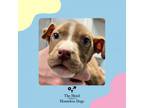 Adopt River a American Staffordshire Terrier