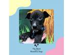 Adopt Roman a Labrador Retriever, Terrier