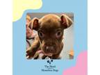 Adopt Hershey a American Staffordshire Terrier