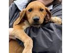 Adopt Elvis a Labrador Retriever, Coonhound