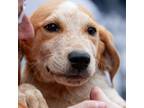 Adopt Blonde a Labrador Retriever, English Coonhound
