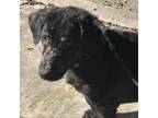 Adopt Dash DFS* a Dachshund, Black Labrador Retriever