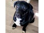 Adopt Chicago a Labrador Retriever