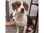 Adopt Cheddar aka Benny a Beagle