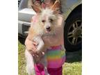 Adopt Gizmo a Wire Fox Terrier