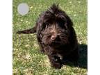 Australian Labradoodle Puppy for sale in Pinckney, MI, USA