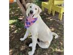 Adopt Clarence Worley 24-02-141 a Great Pyrenees